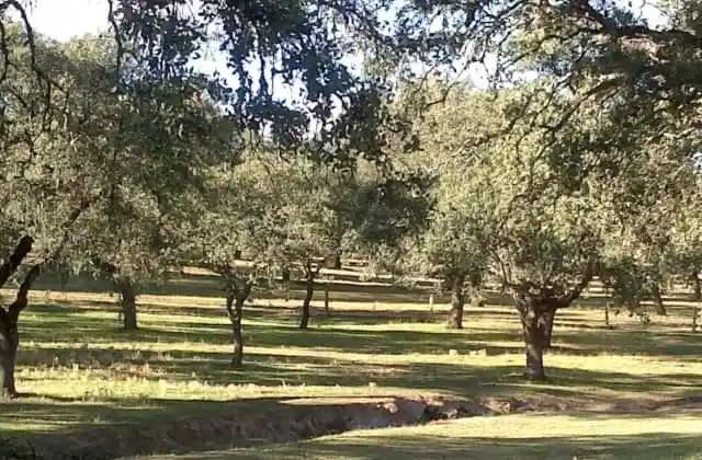 la dehesa y el cerdo ibrico