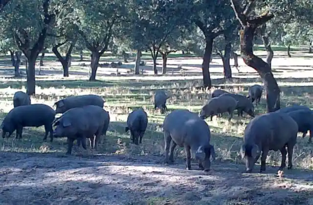 la montanera y el cerdo ibrico